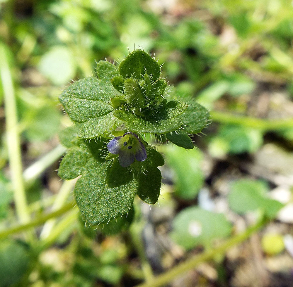 Image of Veronica sublobata specimen.