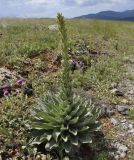 Verbascum speciosum