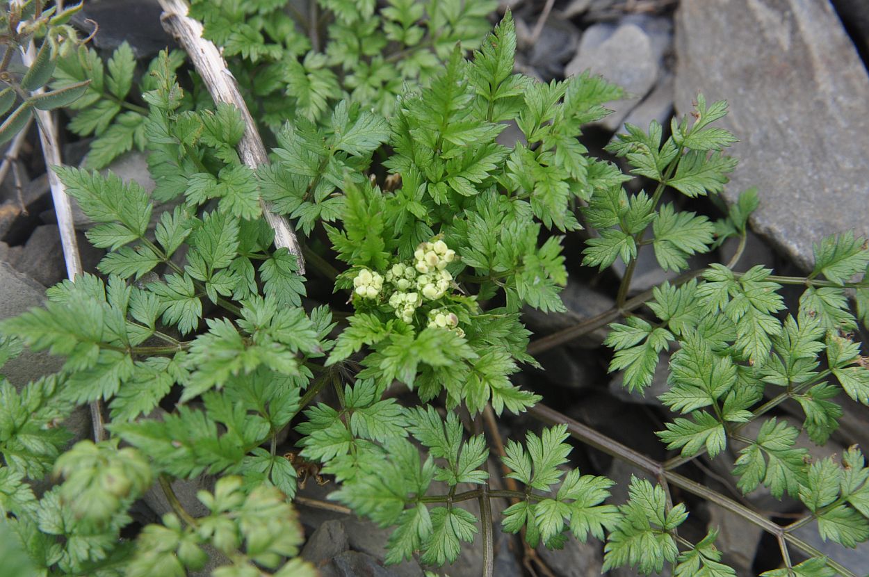 Изображение особи семейство Apiaceae.