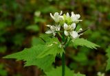 Alliaria petiolata