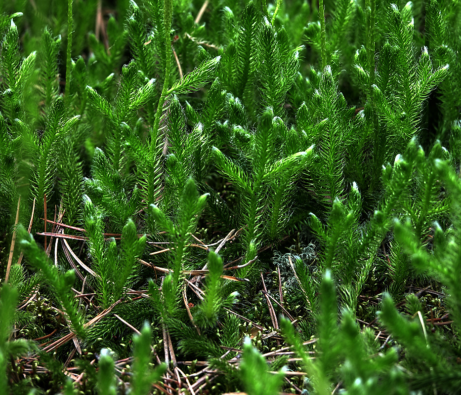 Image of Lycopodium clavatum specimen.