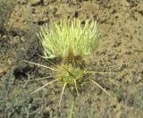 Centaurea reflexa