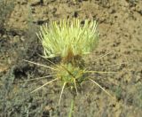 Centaurea reflexa