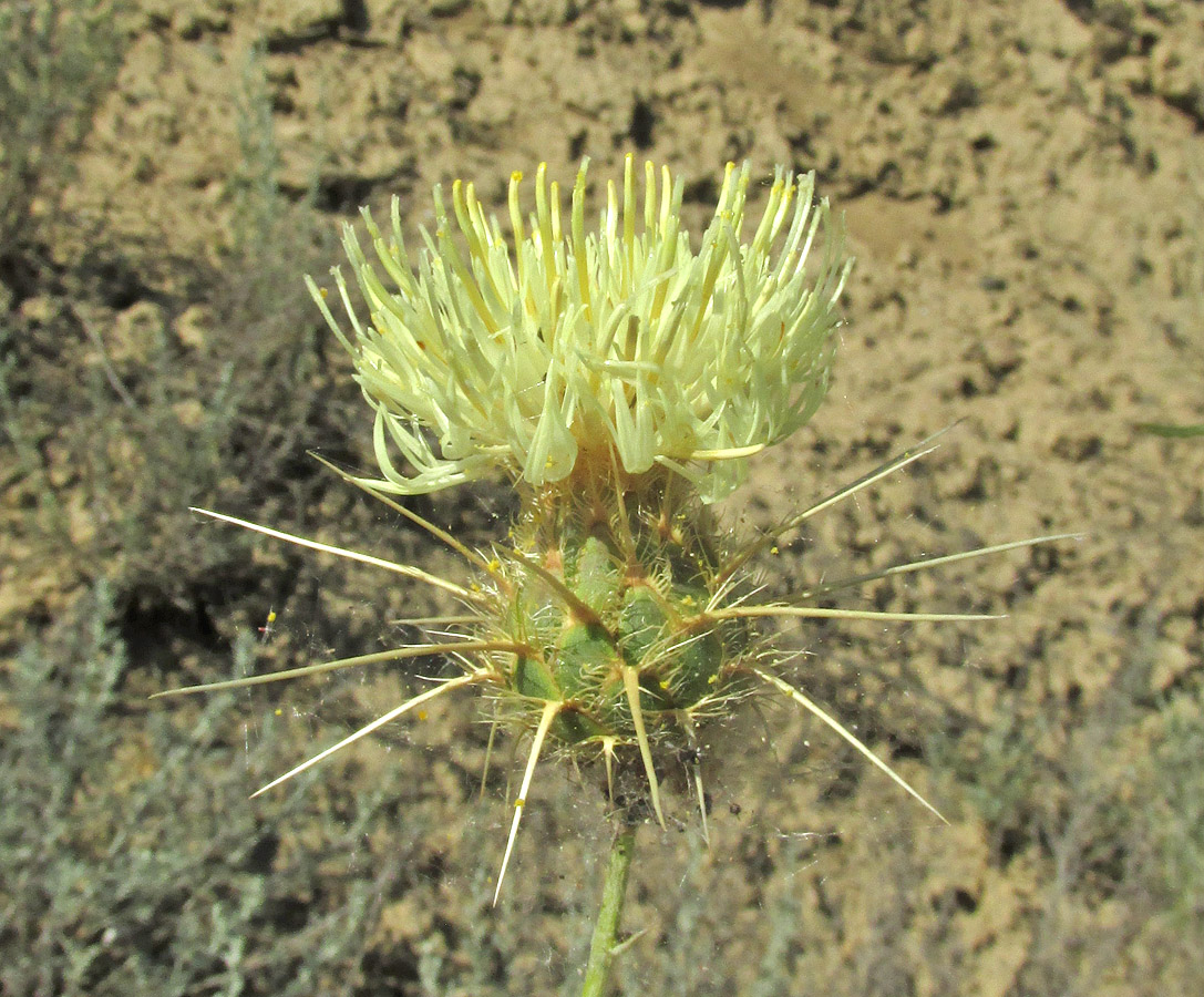 Image of Centaurea reflexa specimen.
