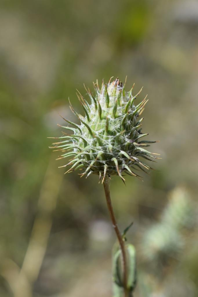 Image of Cousinia margaritae specimen.