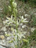 Ornithogalum pyrenaicum