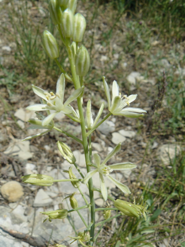 Image of Ornithogalum pyrenaicum specimen.