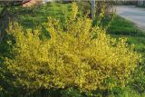 Forsythia europaea