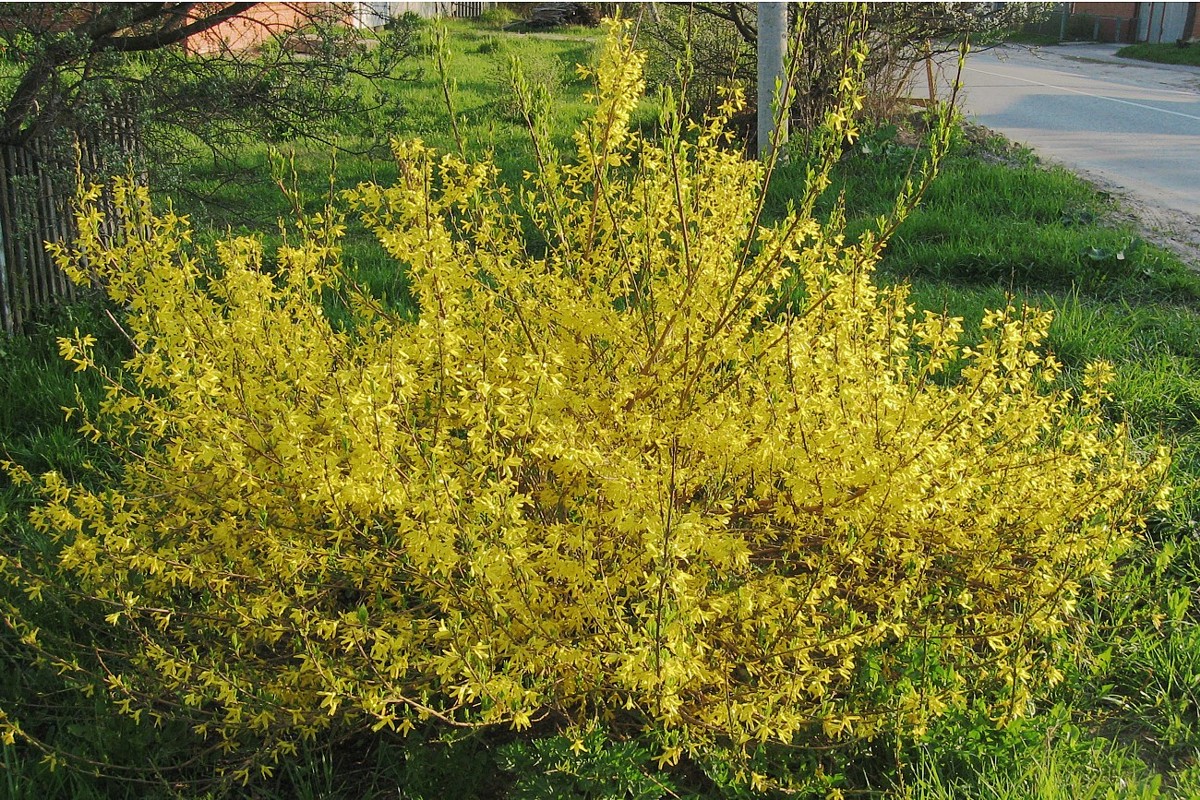 Image of Forsythia europaea specimen.