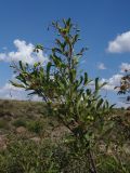 Ligustrum vulgare. Ветка с незрелыми плодами. Украина, Днепропетровская обл., Апостоловский р-н, Токовский сельский совет, скалы возле Токовских водопадов. 04.08.2018.