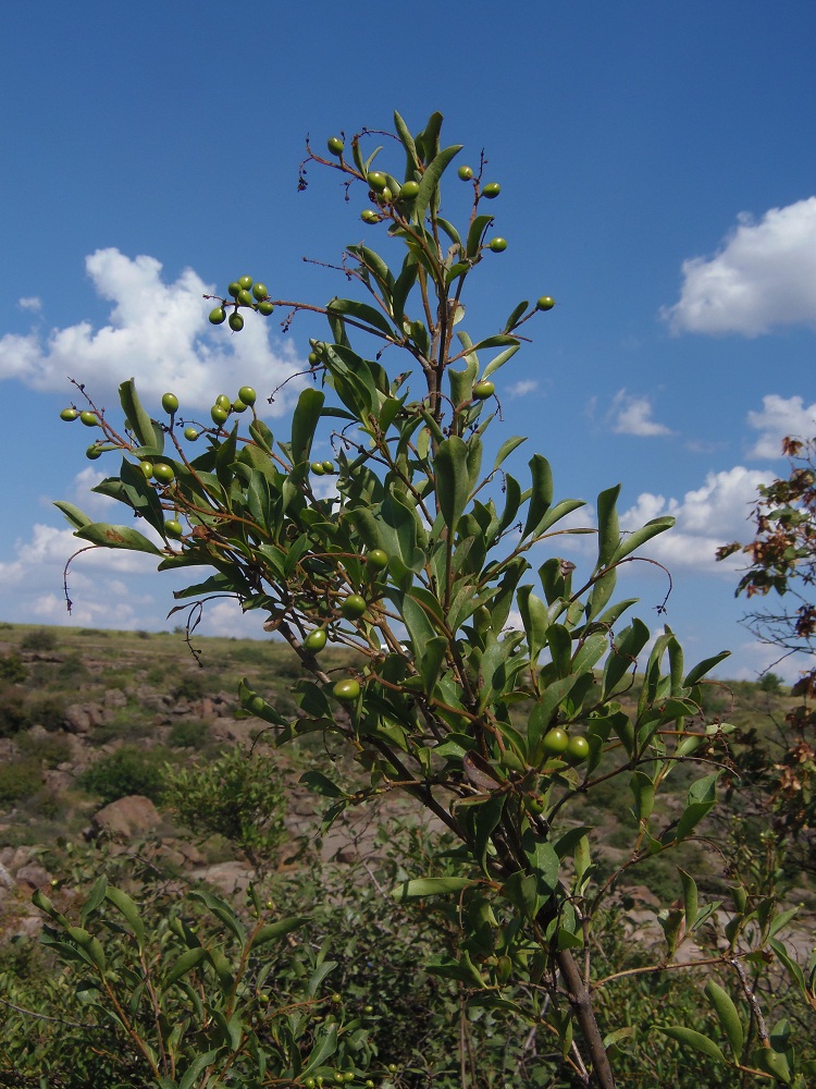 Изображение особи Ligustrum vulgare.