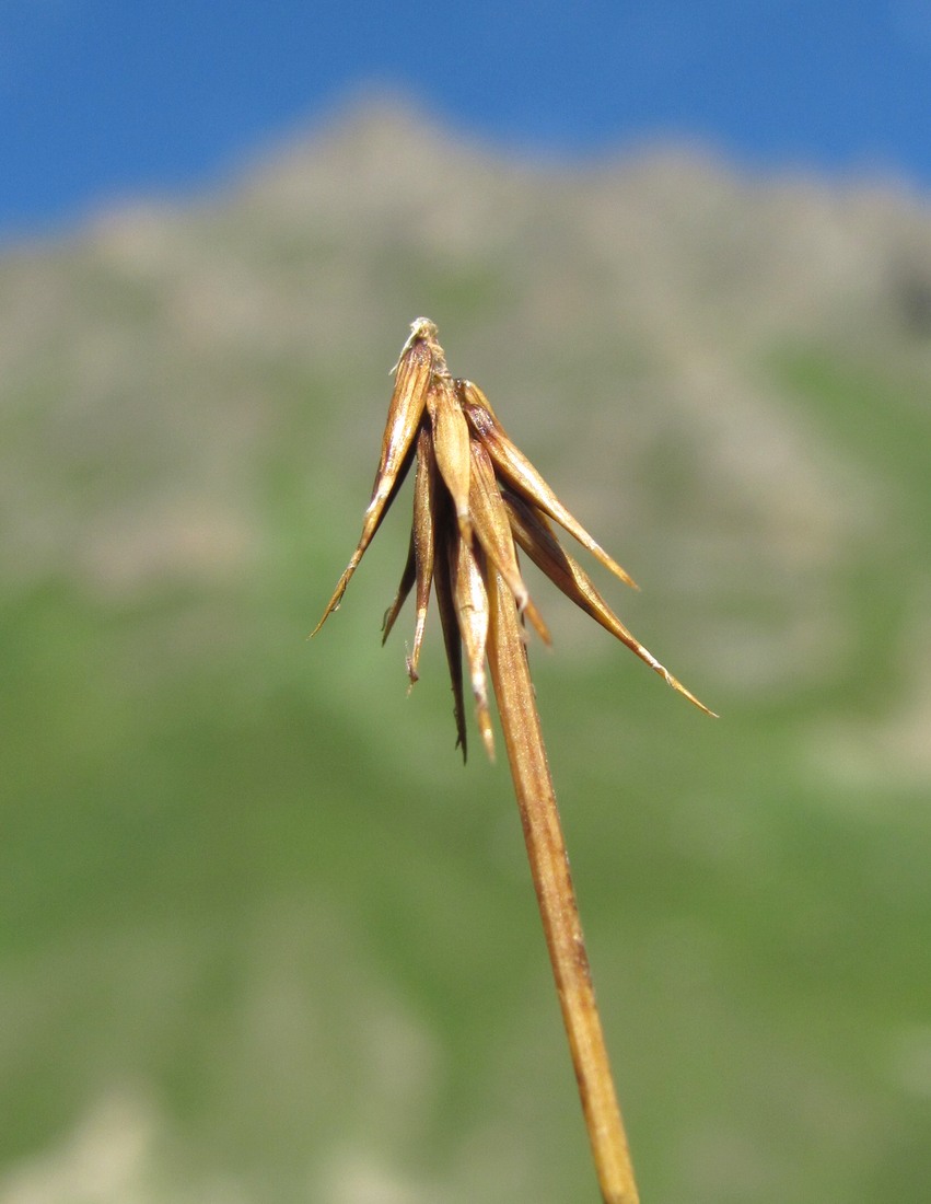 Image of Carex microglochin specimen.