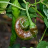 Capsicum annuum