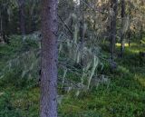 genus Usnea. Слоевища на сухих ветках Picea obovata. Кировская обл. Верхнекамский р-н, окр. дер. Тупрунка, хвойный лес. 25.08.2018.