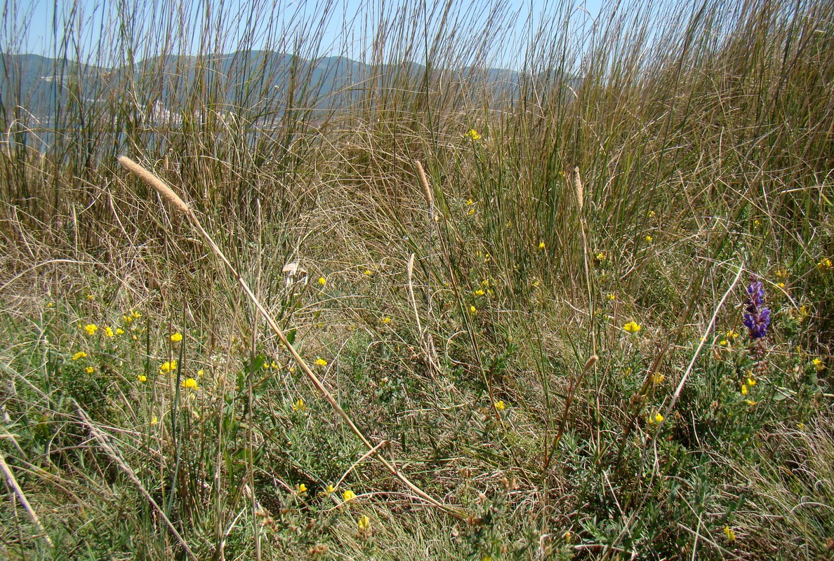 Изображение особи Phleum nodosum.