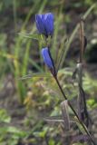 Gentiana triflora. Верхняя часть цветущего побега. Костромская обл., Судиславский р-н, дер. Антипино. 05.09.2018.