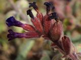 Anchusa hybrida