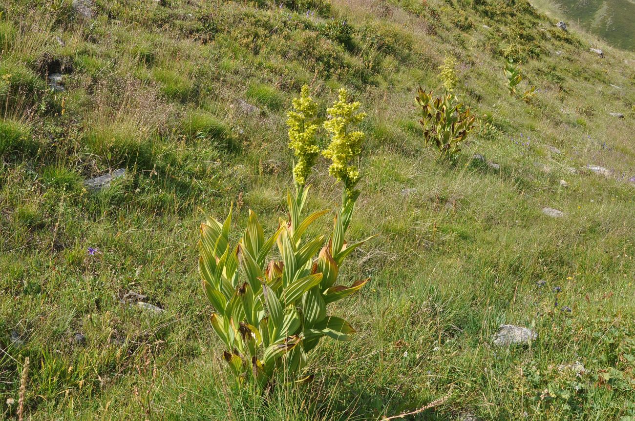 Изображение особи Veratrum lobelianum.