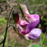 Lathyrus humilis