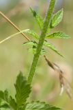 Agrimonia eupatoria. Часть стебля. Ленинградская обл., Волосовский р-н, суходольный осоково-разнотравно-злаковый луг. 14.07.2018.