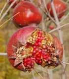 Punica granatum. Растрескавшийся зрелый плод. Узбекистан, г. Ташкент, Юнусабадский р-н, окр. археологического памятника Актепа Юнусабадская, заброшенный гранатовый сад. 27.10.2018.