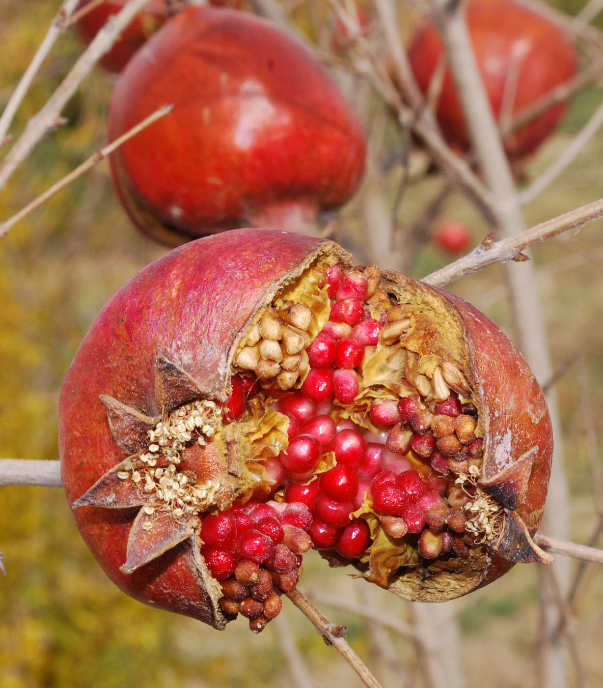 Изображение особи Punica granatum.