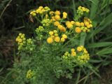Senecio jacobaea ssp. dunensis