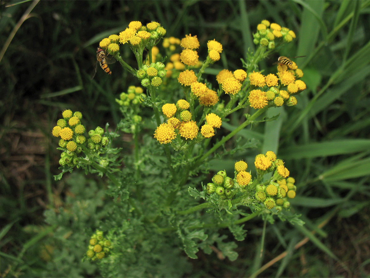 Изображение особи Senecio jacobaea ssp. dunensis.