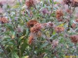 Symphyotrichum novae-angliae. Верхушка побега с отцветшими соцветиями. Украина, Ивано-Франковская обл., Болеховский горсовет, Поляницкий сельсовет, Поляницкий региональный ландшафтный парк, туркомплекс \"Скала\", в культуре. 03.11.2018.