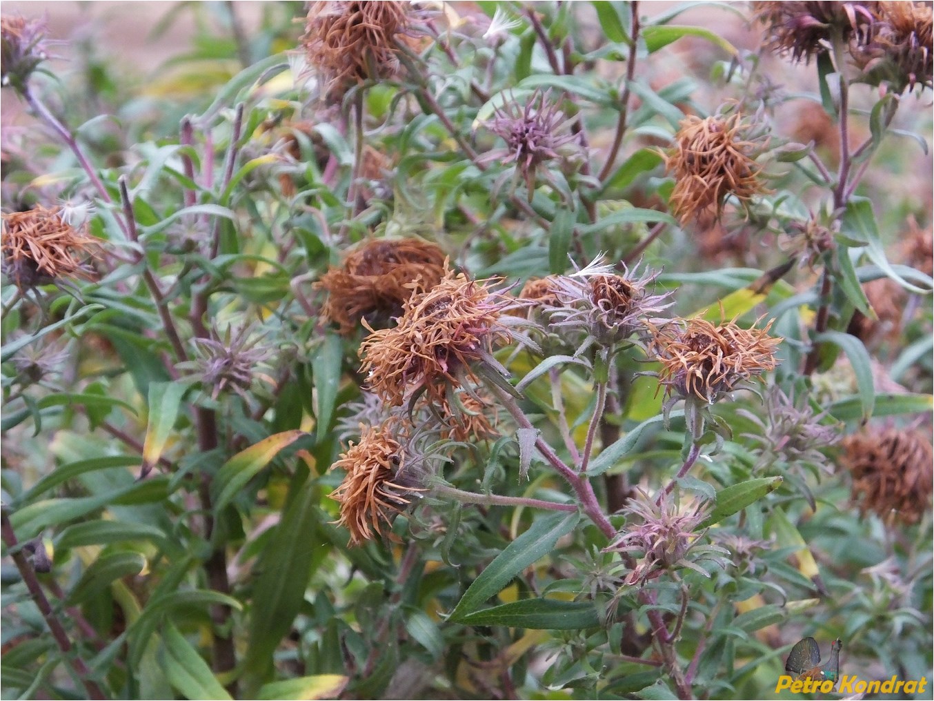 Изображение особи Symphyotrichum novae-angliae.