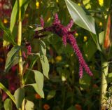 Amaranthus caudatus