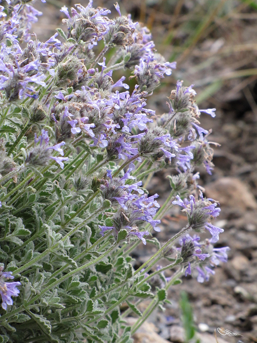 Image of Nepeta kokanica specimen.