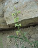 Matthiola daghestanica