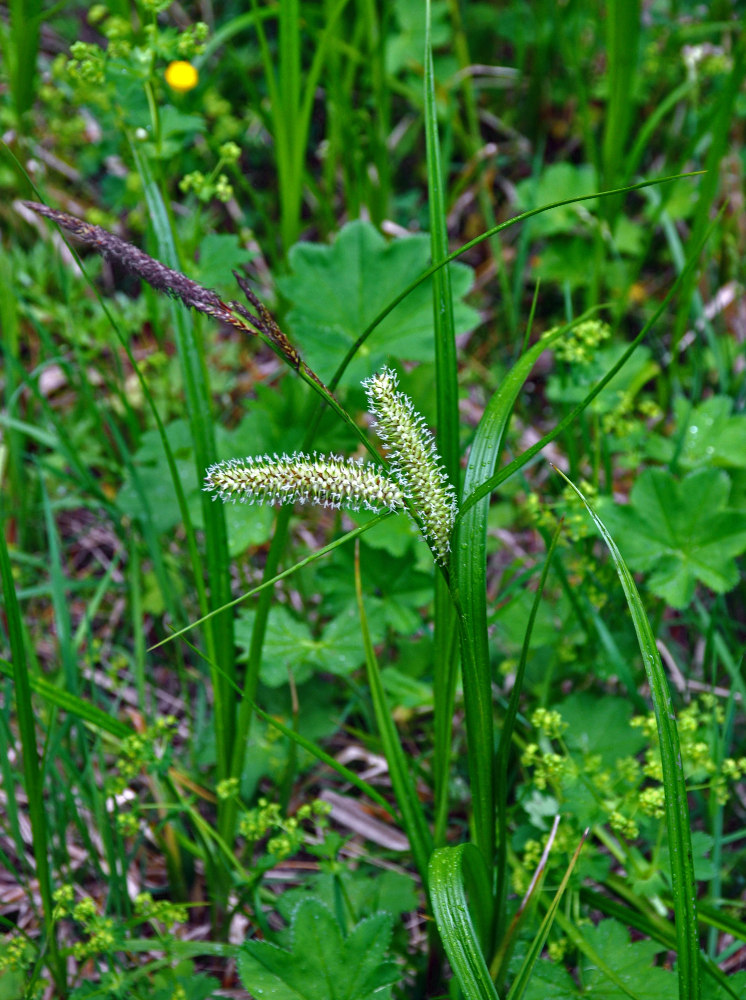 Изображение особи Carex rhynchophysa.