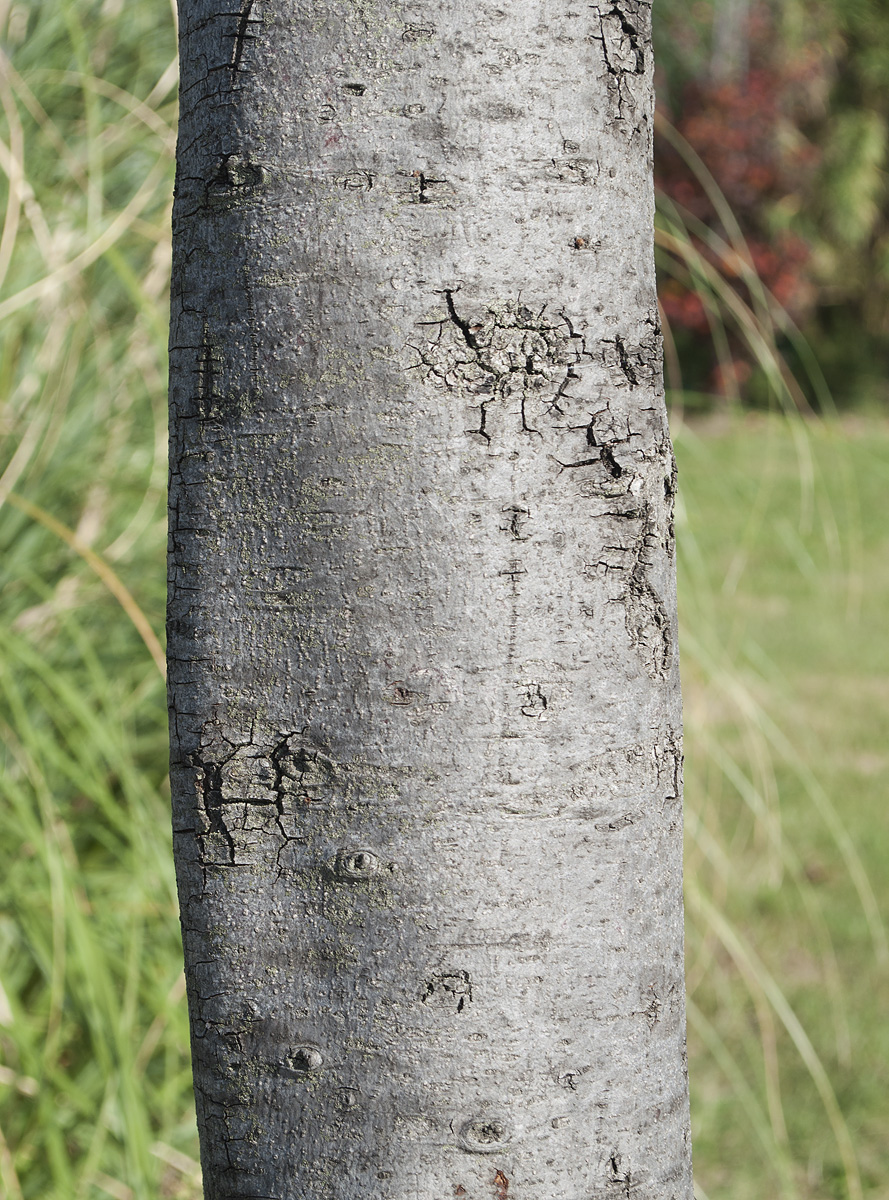 Image of Quercus ilex specimen.