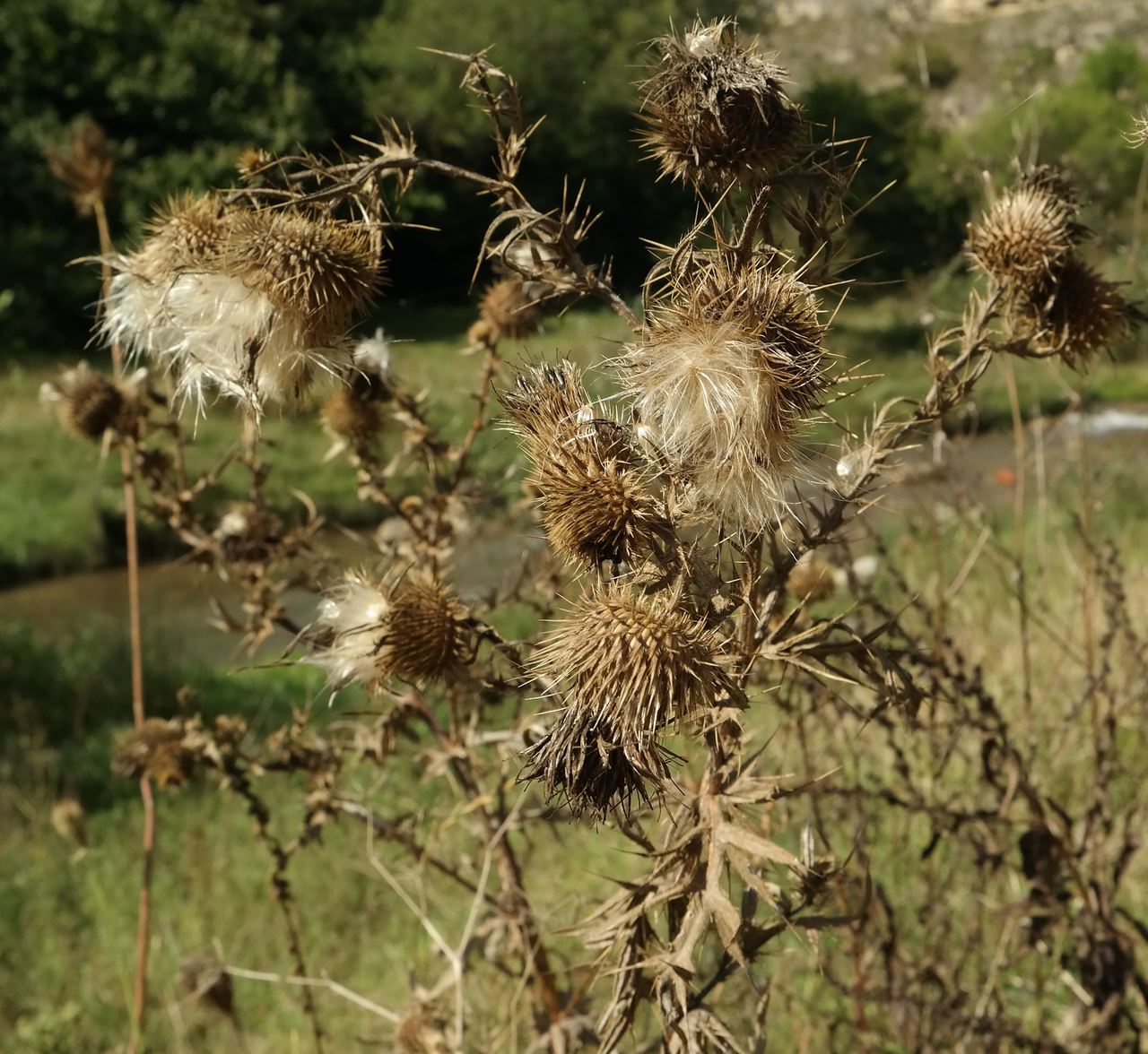 Изображение особи род Cirsium.