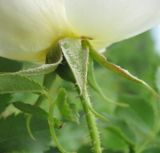 Rosa spinosissima. Чашелистики и фрагмент листа. Дагестан, г/о Махачкала, гора Тарки-Тау. 12.05.2018.