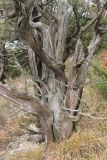 Juniperus foetidissima
