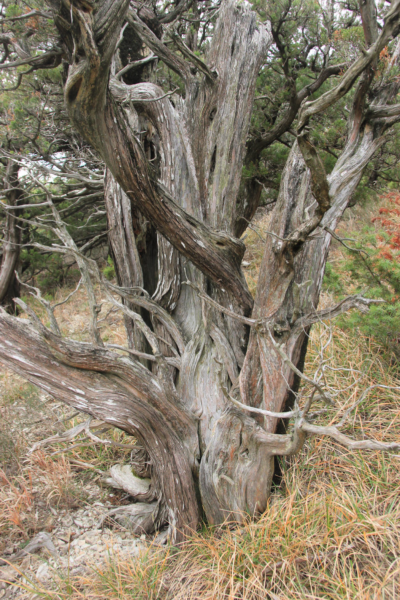 Image of Juniperus foetidissima specimen.