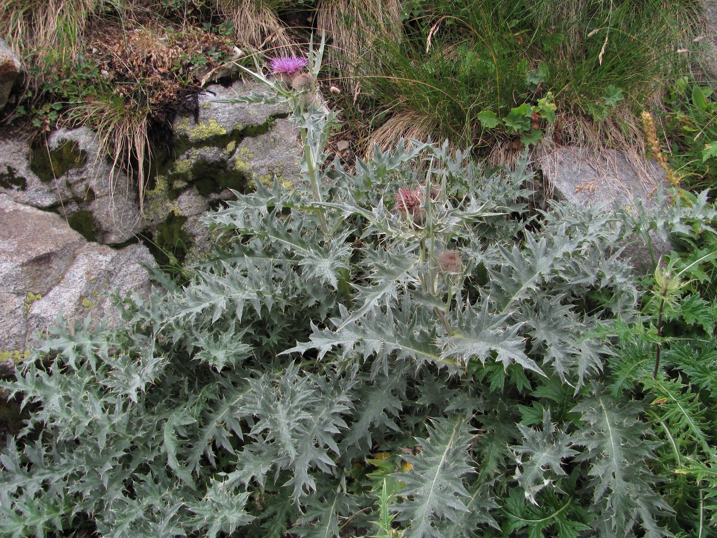 Изображение особи Cirsium cephalotes.