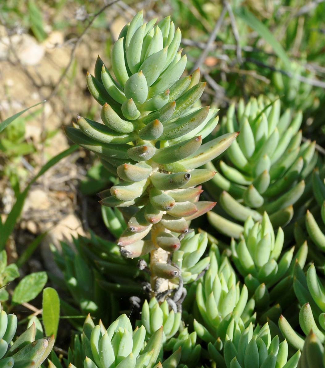 Image of Sedum sediforme specimen.