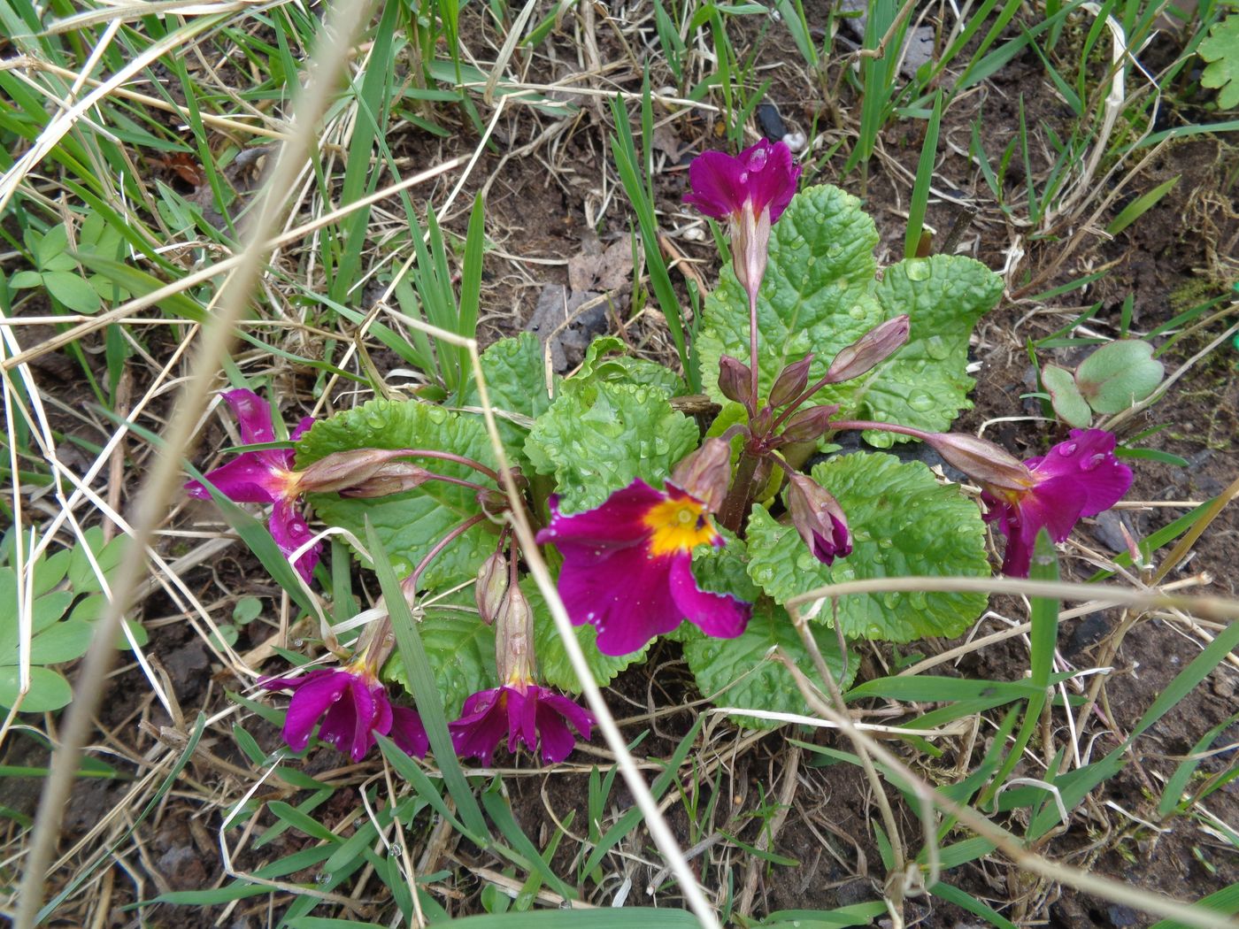 Изображение особи Primula × polyantha.