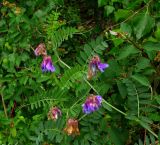 Vicia nervata. Верхушка цветущего растения. Красноярский край, запов. \"Столбы\", окр. скалы Такмак, лесостепной каменистый склон. 27.06.2010.