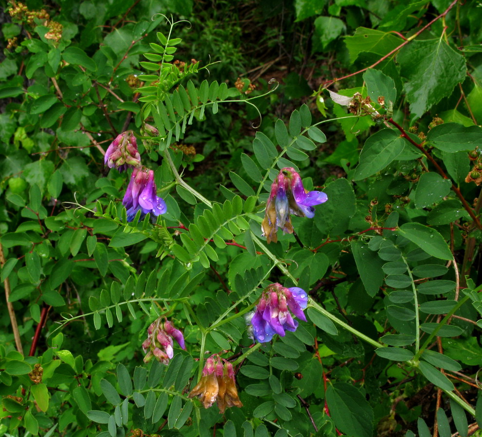 Изображение особи Vicia nervata.