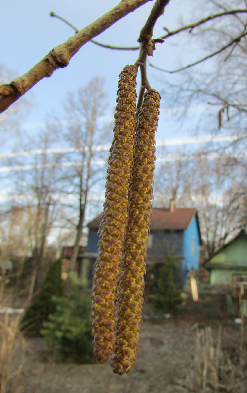 Image of Corylus colurna specimen.