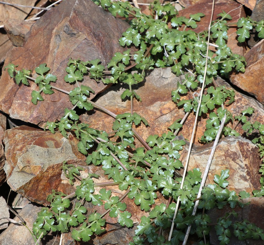 Image of Zeravschania pauciradiata specimen.