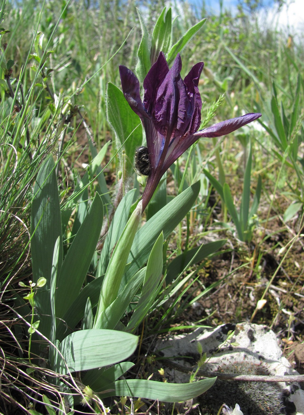 Image of Iris pumila specimen.