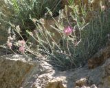 Astragalus cancellatus