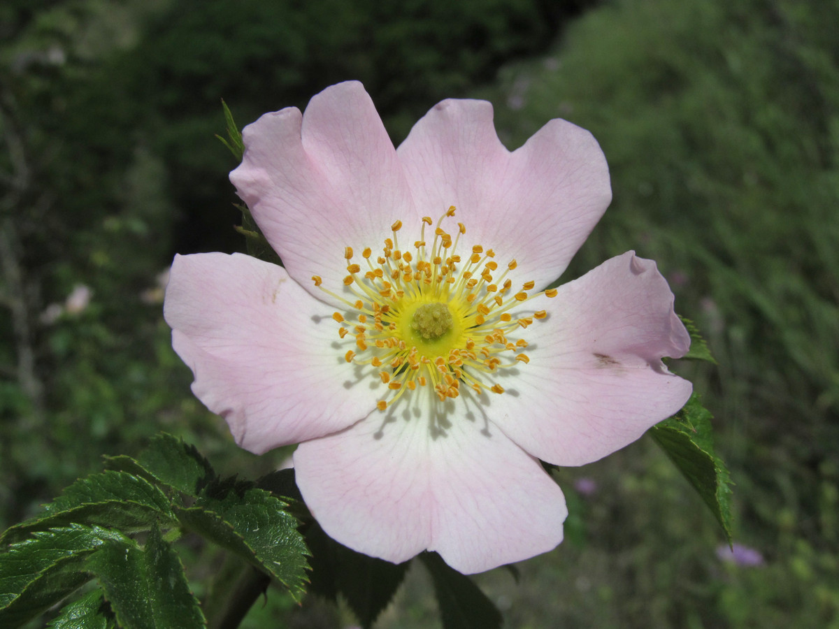 Изображение особи Rosa corymbifera.