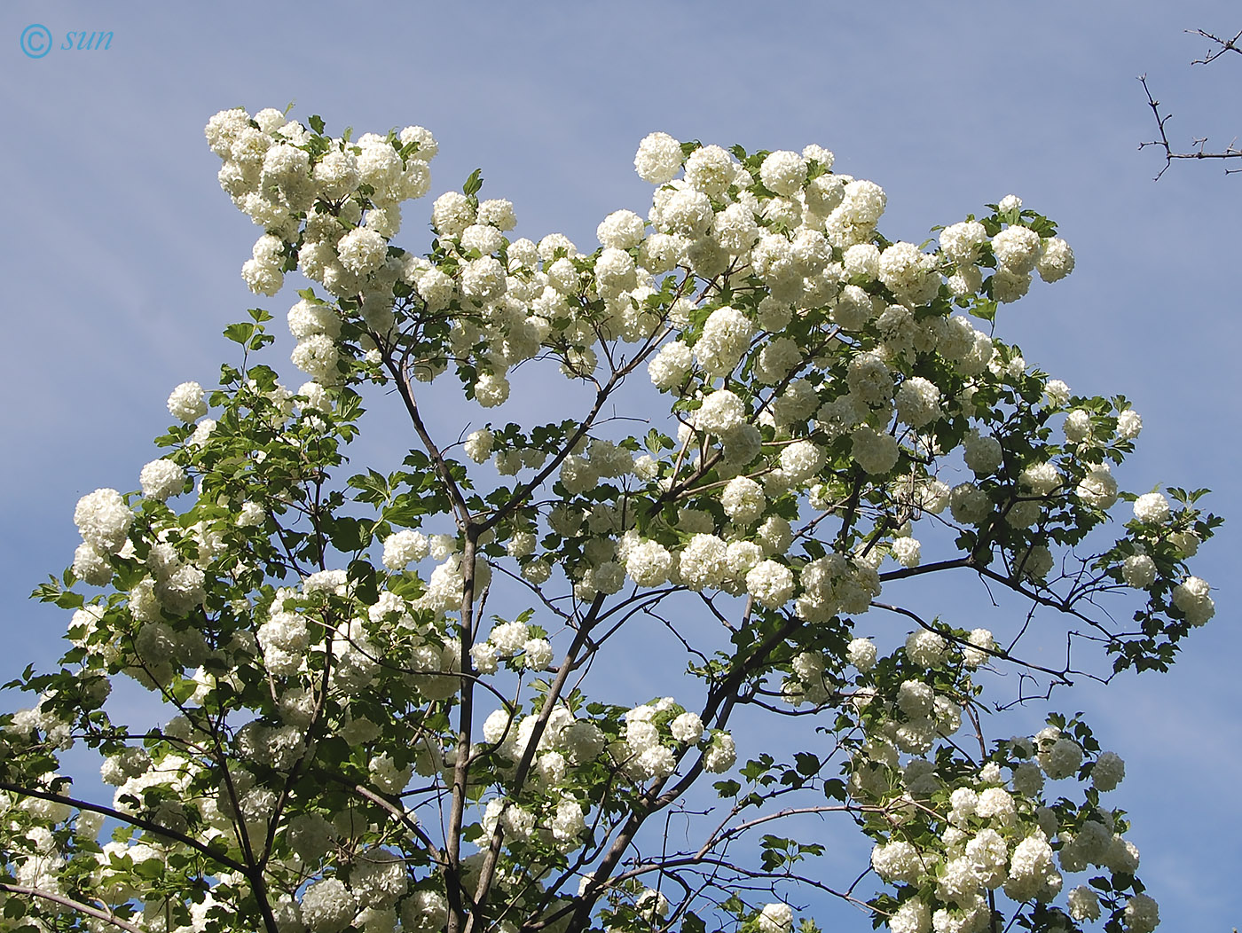 Image of Viburnum opulus f. roseum specimen.